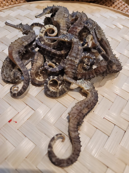 海馬 (30g)