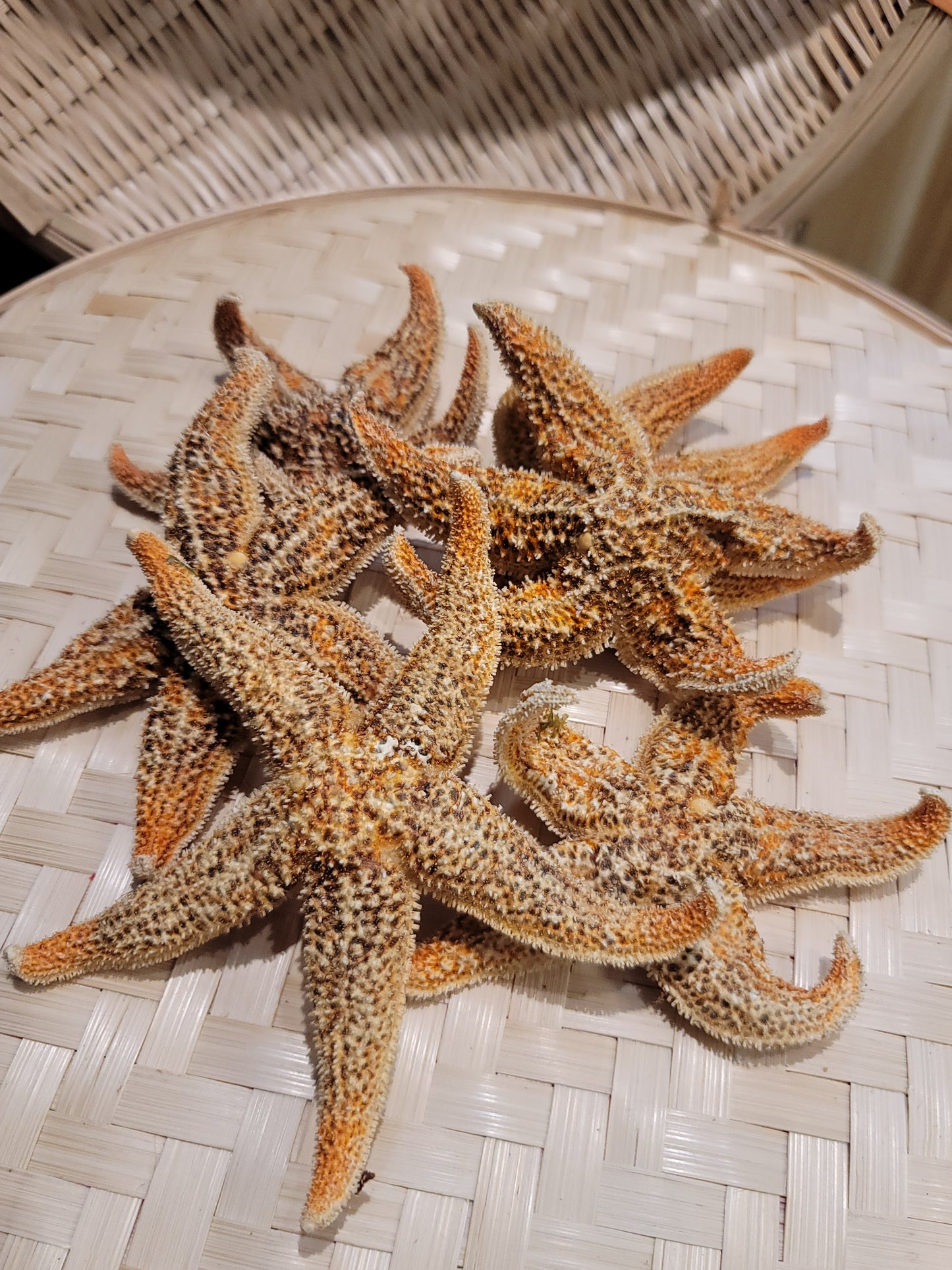 海星 75g