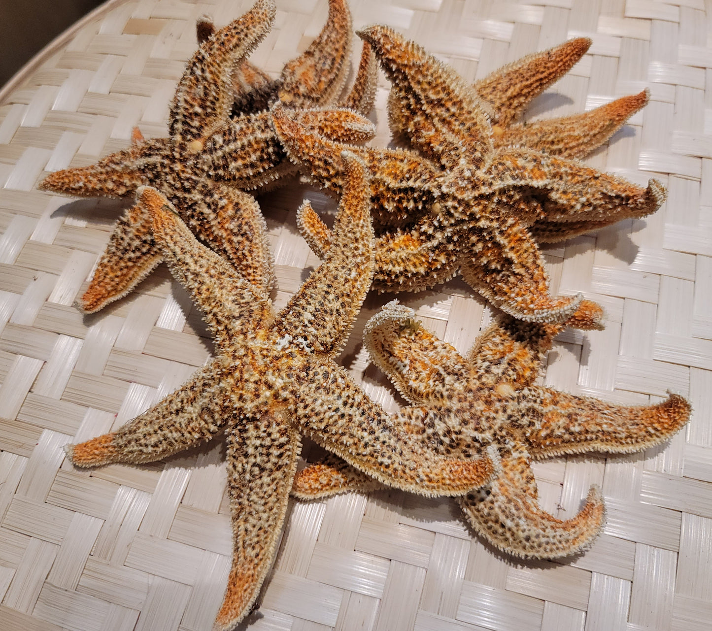 海星 75g