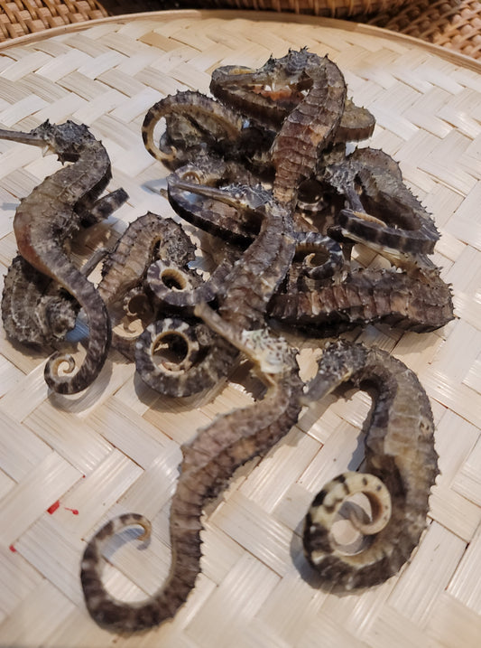 海馬 (30g)