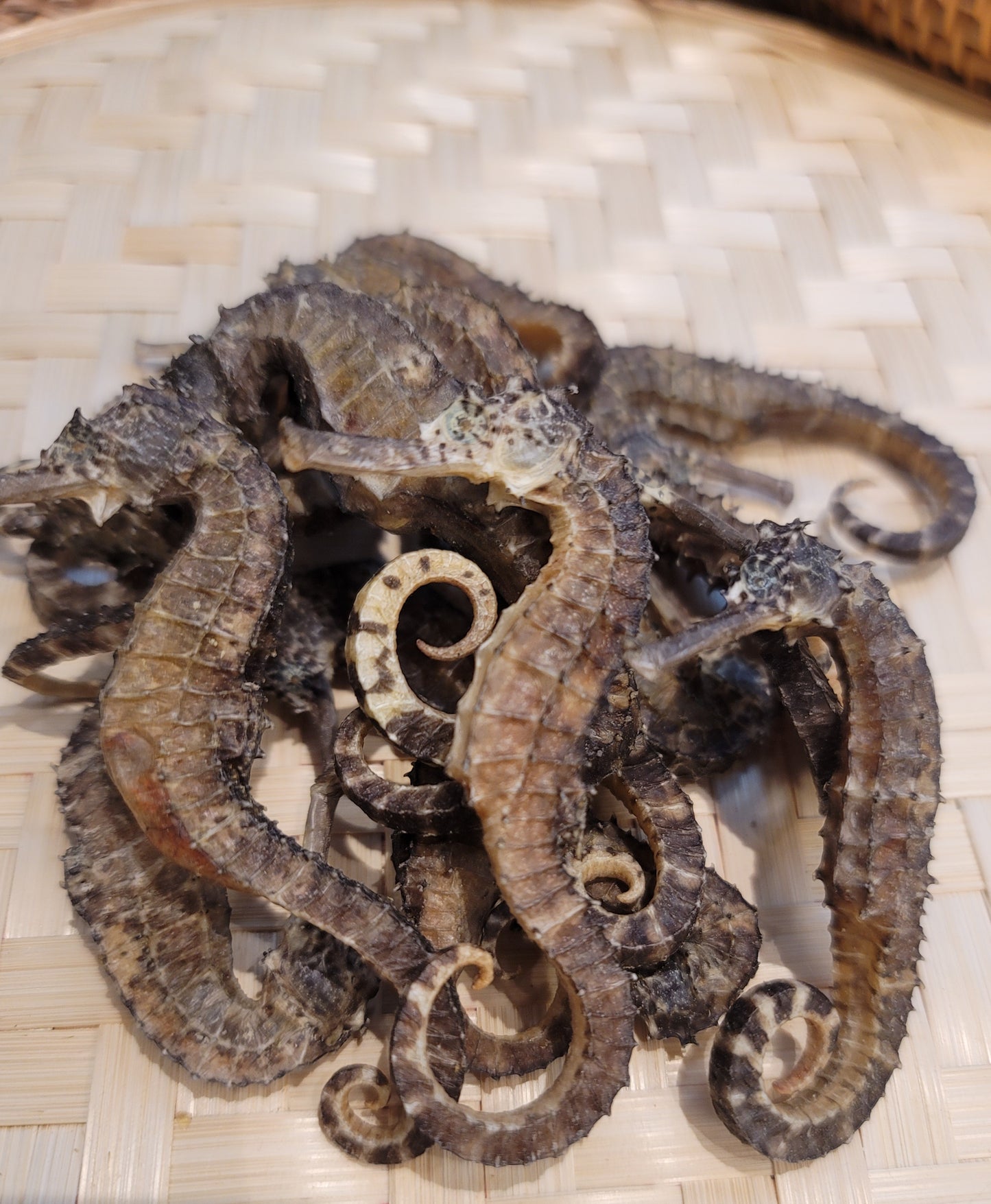 海馬 (30g)
