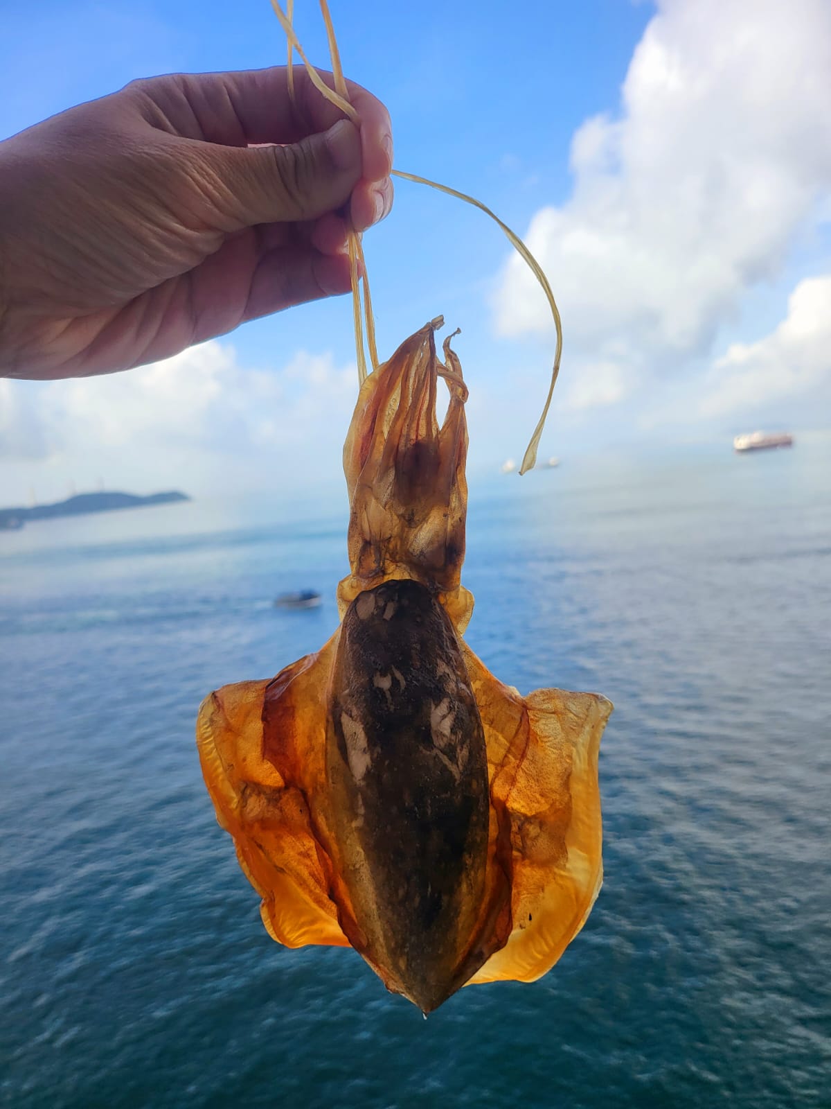漁民直送墨魚乾 Dried Cuttlefish