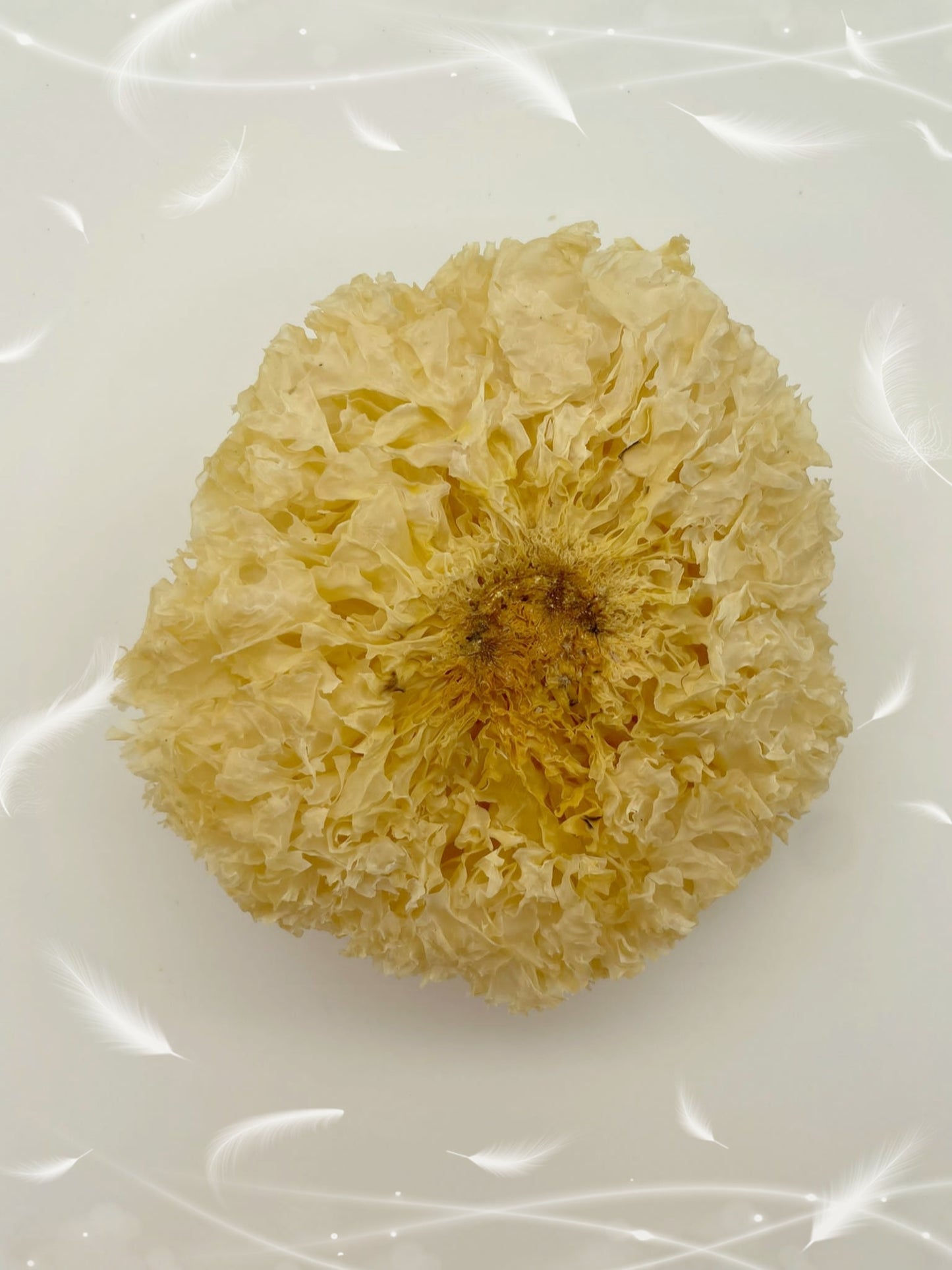 特級大雪耳 Snow Fungus (120g)